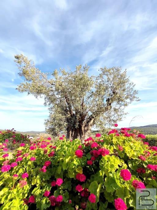 Casa Can Lluc Con Piscina, Jardin Y Vista Al Campo Sant Miquel De Balansat ภายนอก รูปภาพ